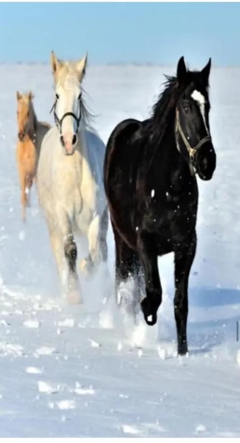 Cuadro Decorativo Vertical 3D Caballos Corriendo en la Nieve